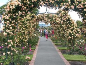 The Samuels Rose Garden at Broadgreen Gardens