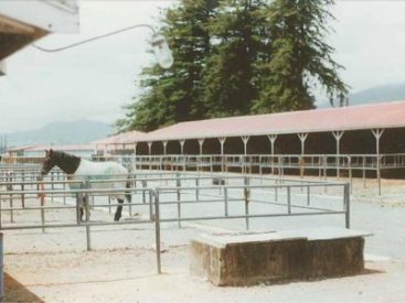 Stables and Pens at Richmond Park Showgrounds